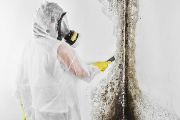 Best Black Mold Removal  in Bowling Green, MO