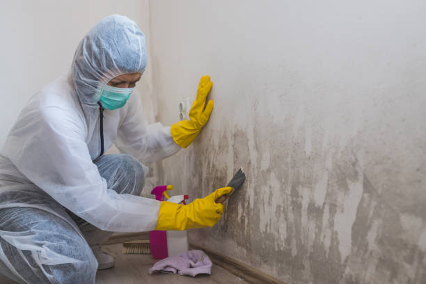 Best Local Mold Removal Service  in Bowling Green, MO