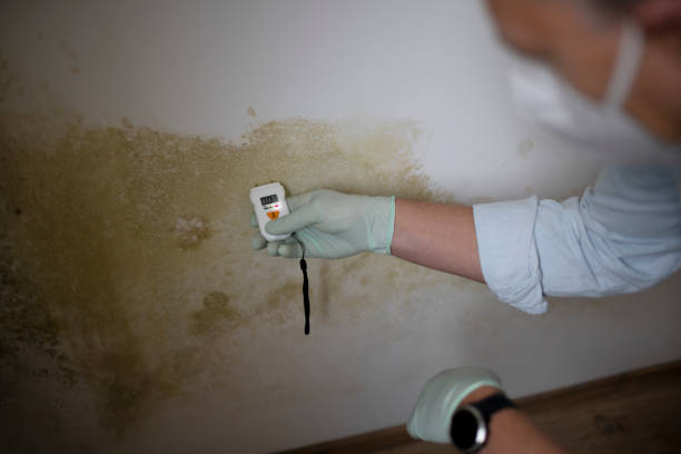 Best Attic Mold Removal  in Bowling Green, MO