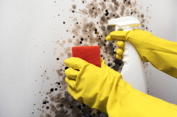 Mold Removal Process in Bowling Green, MO