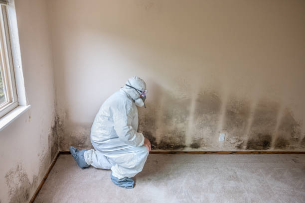 Best Professional Mold Removal  in Bowling Green, MO