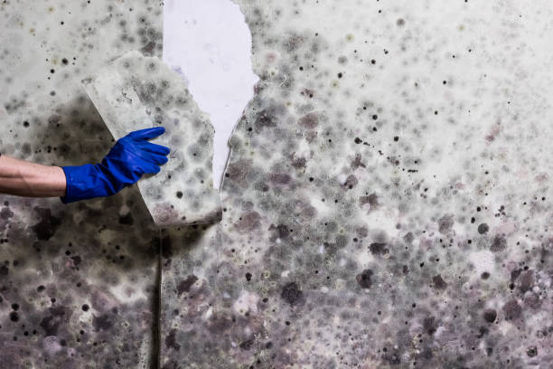 Best Crawl Space Mold Removal  in Bowling Green, MO