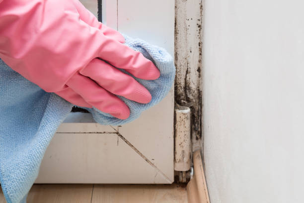 Professional Mold Removal in Bowling Green, MO