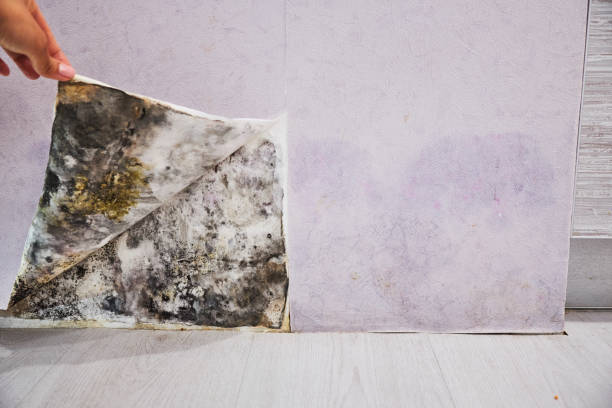 Best Same-Day Mold Removal  in Bowling Green, MO